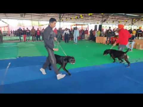 Moga Dog Show Live