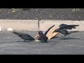 Flock Of Fish Crows Figuring Out How To Eat A Bag Of Fries