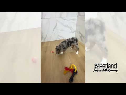 Miniature Australian Shepherd - 40273 video preview