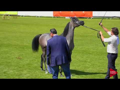 N.7 ISRAA AH - Chantilly 2018 AHO World Cup - Yearling Fillies (Class 1A)