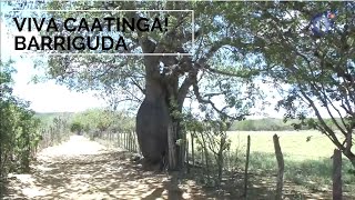 Miniatura do vídeo