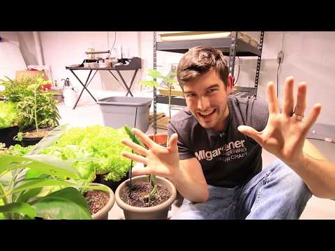 How to Grow Dragonfruit in Containers - Complete Growing Guide