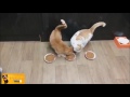 10 hours of Cute Cats Compilation // HD // 10 Stunden Katzen Videos