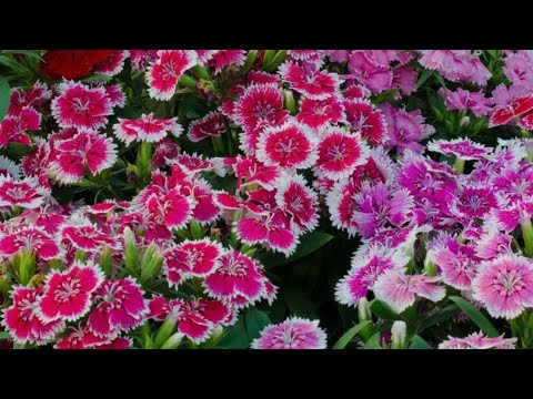 Dianthus care tips for heavy blooming// how to save dianthus plant #winter flowering plant