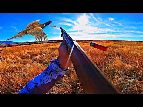 Epic Pheasant Hunting With German Shorthaired Pointer Catch and Cook