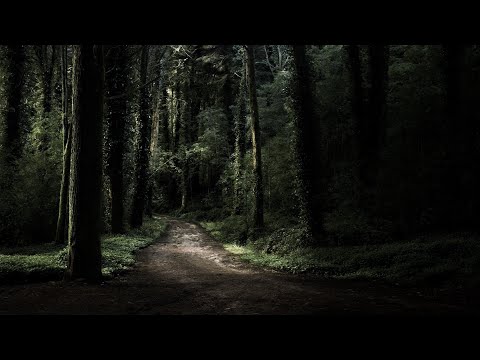 Leichensache Gröninger Forst - Krimi Hörspiel