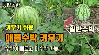 텃밭농사 재배가 쉽고 다수확가능한 애플수박 곧 수박이 많이 달릴듯합니다. 오이망이용하여 애플수박키우기