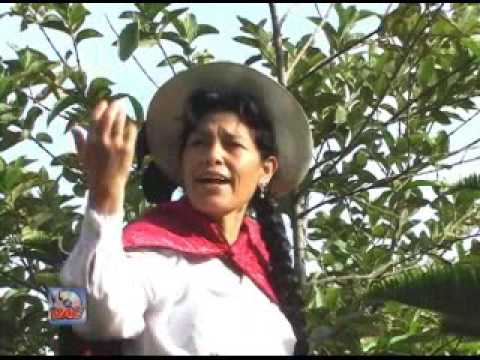 Gerarda Pacheco ME DUELE MI PAIS letra-música Walter Humala