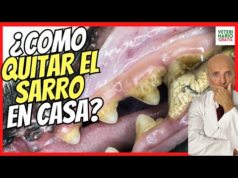 🔴 HOW TO REMOVE and ELIMINATE DENTAL TARTAR IN DOGS 💚 EASY AND FAST (AND CAVIES)