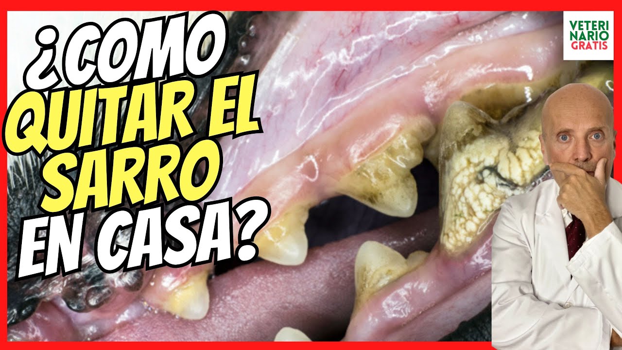 💚 CÓMO QUITAR y ELIMINAR EL SARRO DENTAL EN PERROS 💚 FÁCIL Y RÁPIDO (Y LA CARIES)