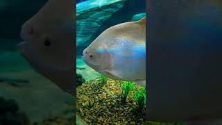 Pacu Albino #peixes #animais