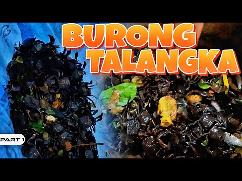 EP998-P1 - Burong Talangka