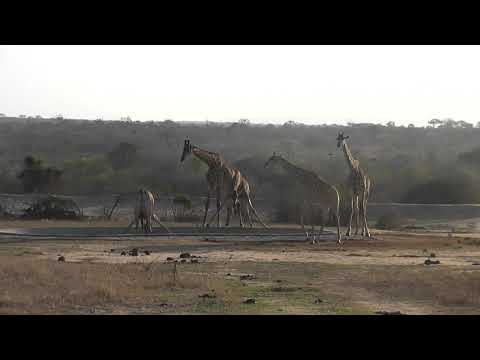 5 Giraffes battle to drink water at water hole.