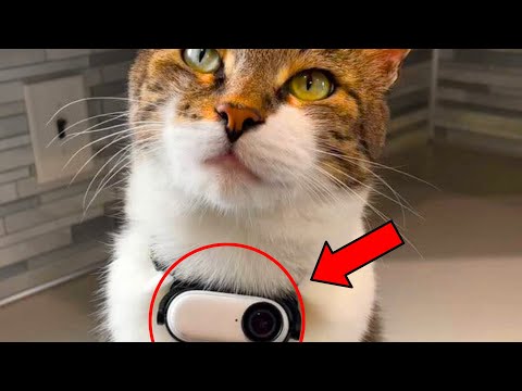 [Full Story] Hidden Camera Reveals What the Cat Did with the Neighbor