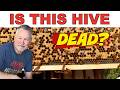 Beekeeping Saving A Dying Hive Before It S Too Late