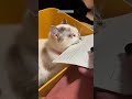 Cat Lover Funny Cats Talking Episode 5194