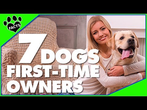 download lagu mp3 mp4 Easy Dogs, download lagu Easy Dogs gratis, unduh video klip Easy Dogs