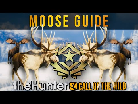 How To Get A Great One Moose | Hypifed | theHunter : call of the wild