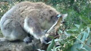 preview picture of video 'Vacation Australia: Koala Moving - Koala Conservation Centre - Victoria - Australia'