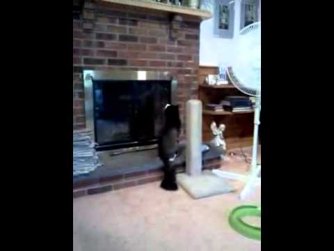 Stache fascinated by the flowers Part 3/3