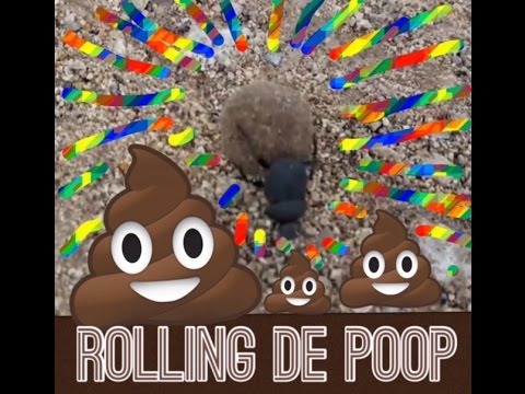 Rolling de poop