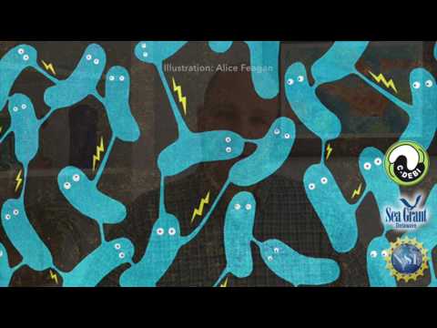 15 Second Science -  Bacteria with power