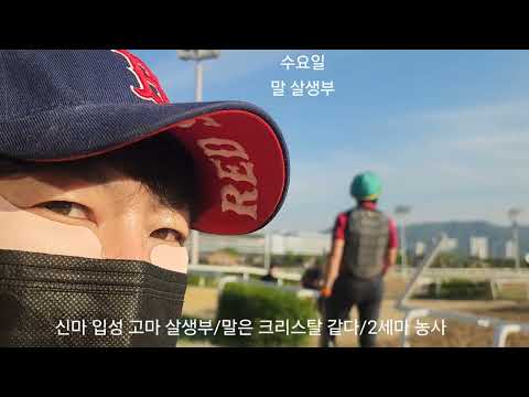 신마 입성 고마 살생부/말은 크리스탈 같타/2세마 농사 잘 지어야 풍년든다./신마들이 많이 입성해야 된다./과천서울경마장