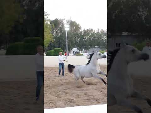 SHAMAA ALRAYYAN ( FARHOUD AL SHAQAB × MAMLUKAH ALRAYYAN)