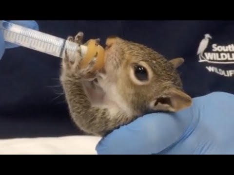 LIVE: Rescued Baby Squirrel Feeding | The Dodo