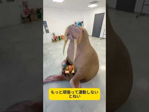 まるでジャガイモみたいに太ってる！