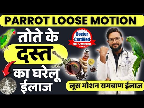Parrot loose Motion Treatment At Home | Parrot Diarrhoea Treatment | Baby Parrot Loose Motion Hindi