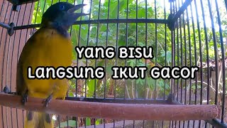 Download lagu Suara Kutilang Sutra Pikat ngerol dan tembakannya bikin Emosi lawan mp3