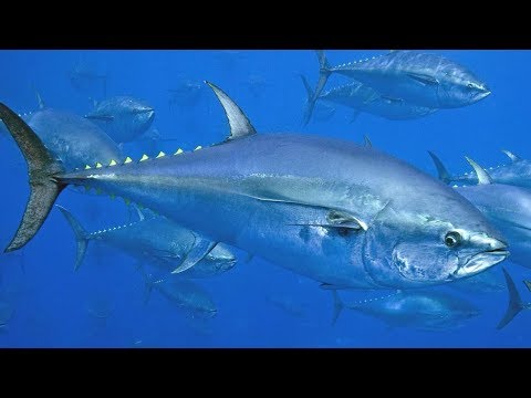 Tuna - The Forgotten Superpredators