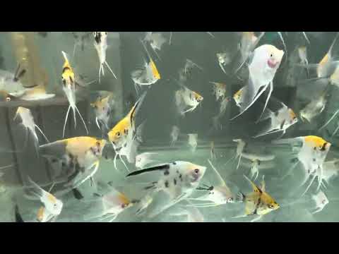 Black rams and red tri colour koi angels long fin and short fin