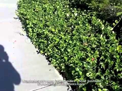 download lagu mp3 mp4 Star Jasmine Ground Cover, download lagu Star Jasmine Ground Cover gratis, unduh video klip Star Jasmine Ground Cover