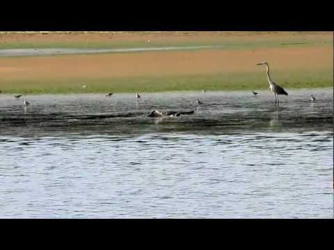 Alligator eating a Pelican