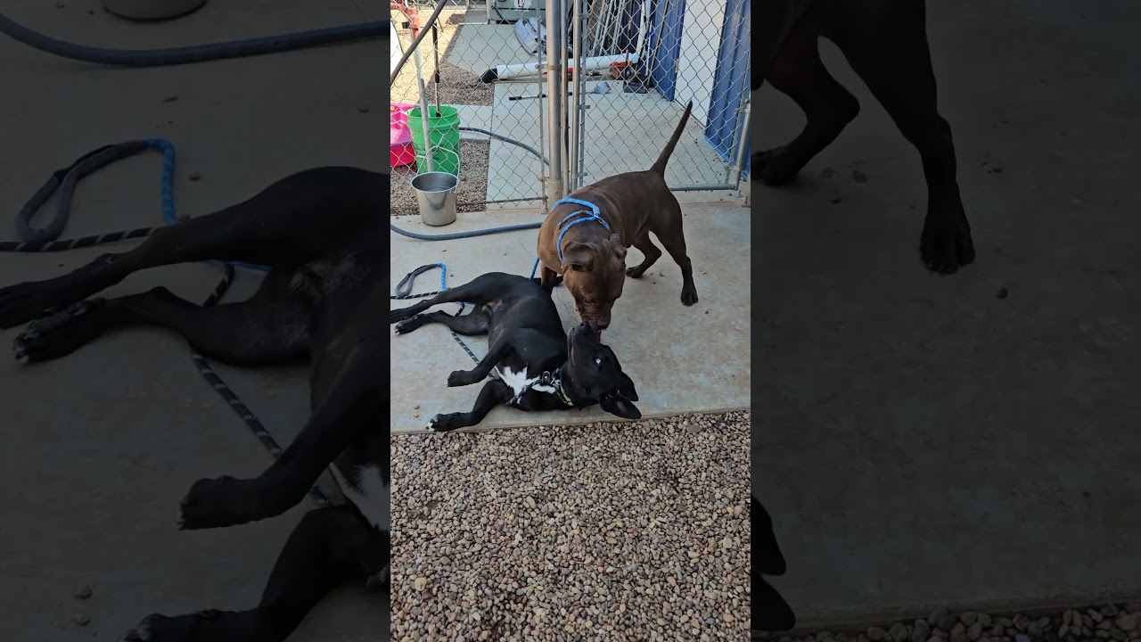 Lyric, a Adoptable mixed breed in Kingman, KS video 5/5