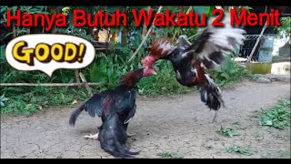 Download lagu ayam bangkok.edan sekali tendang lawan sujud😲😲😲 mp3 Download lagu ayam bangkok.edan sekali tendang lawan sujud😲😲😲 mp3