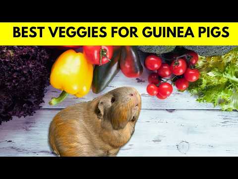 10 Common Vegetables That Are Actually Guinea Pig Superfoods