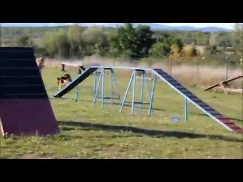 Agility trénink 28.8.2014 - Britney