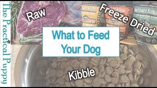 What to Feed Your Dog - Raw, Freeze Dried, or Kibble?