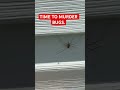 TIME TO MURDER BUGS. FOLLOW FOR DAILY BUG GUTS.