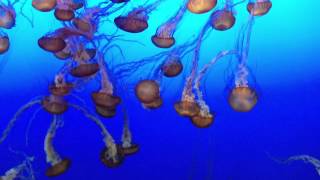 Relaxing Jellyfish Loop