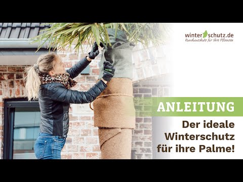 Anleitung: Der ideale Winterschutz für ihre Palme!