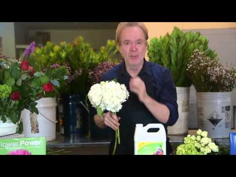 Getting Your Flowers to Last for Weeks with Michael Gaffney
