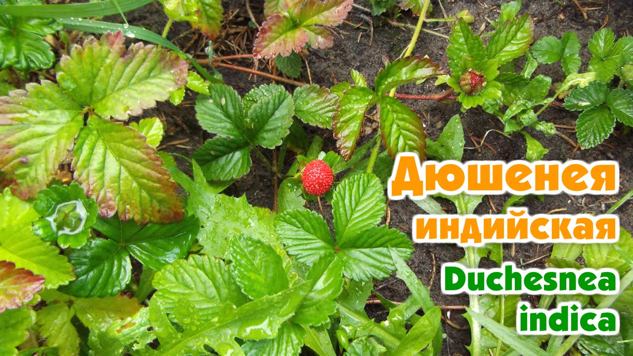Дюшенея индийская / Duchesnea indica