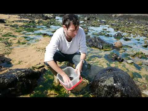 Attempting home made seaweed sushi sheets.  Foraged Laver/Nori from Wales!