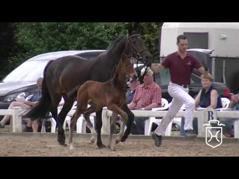 B089 Hengstfohlen von Uriko - Quadrigo - Cash and Carry