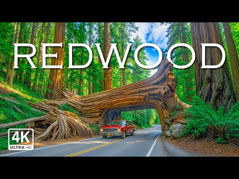 Redwoodi rahvuspark 4K – iidsed hiiglased, jalutage Ameerika vanimate ja kõrgeimate puude vahel