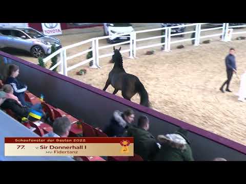 77 --- Sir Donnerhall I / Fidertanz - Freilaufen